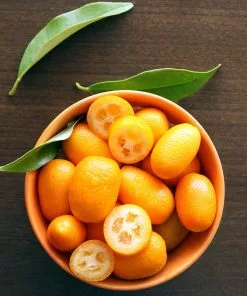 Fast Growing Trees Citrus Trees Nagami Kumquat Tree 12 Fast Growing Trees Citrus Trees Nagami Kumquat Tree