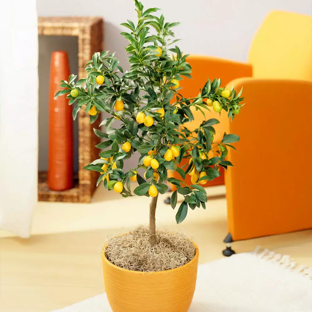 Fast Growing Trees Citrus Trees Nagami Kumquat Tree 4 Fast Growing Trees Citrus Trees Nagami Kumquat Tree