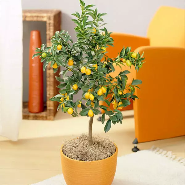 Fast Growing Trees Citrus Trees Nagami Kumquat Tree 3 Fast Growing Trees Citrus Trees Nagami Kumquat Tree