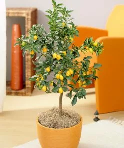 Fast Growing Trees Nagami Kumquat Tree Citrus Trees
