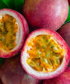 Fast Growing Trees Tropical Fruit Trees Nancy Garrison Passion Fruit Vine 9 Fast Growing Trees Tropical Fruit Trees Nancy Garrison Passion Fruit Vine