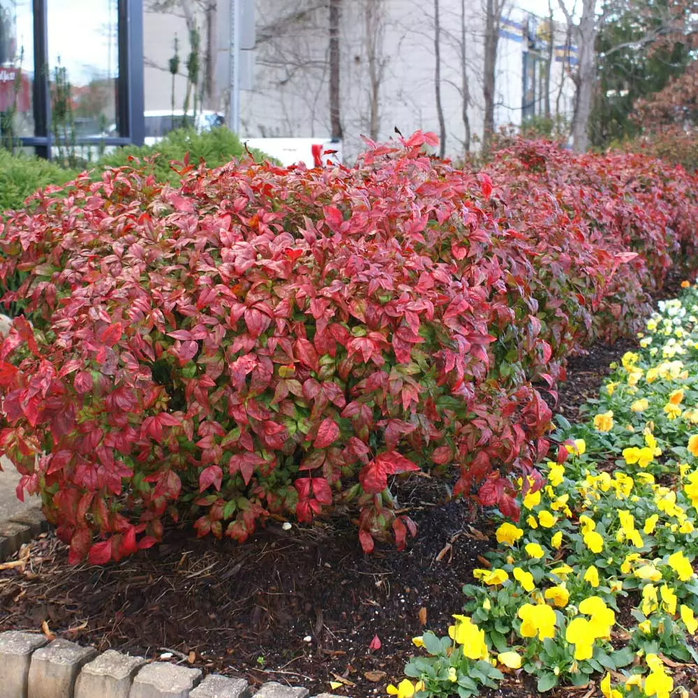 Fast Growing Trees Fire Power Nandina Shrub 4 Fast Growing Trees Fire Power Nandina Shrub