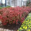 Fast Growing Trees Fire Power Nandina Shrub 1 Fast Growing Trees Fire Power Nandina Shrub