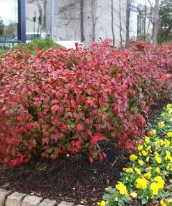 Fast Growing Trees Fire Power Nandina Shrub