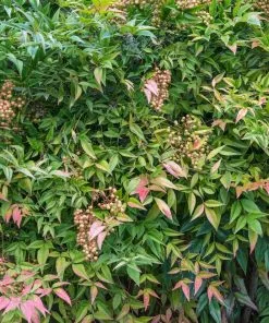 Fast Growing Trees Heavenly Bamboo Nandina Shrub
