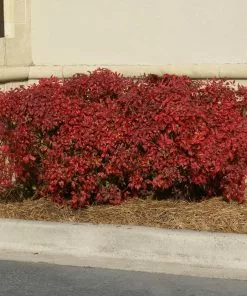 Fast Growing Trees Obsession™ Nandina Shrub