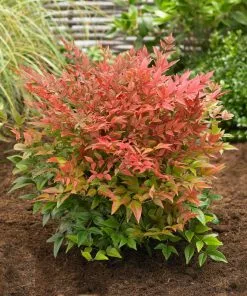Fast Growing Trees Obsession™ Nandina Shrub