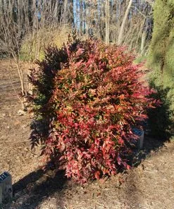 Fast Growing Trees Obsession™ Nandina Shrub