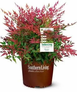 Fast Growing Trees Obsession™ Nandina Shrub