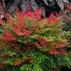 Fast Growing Trees Obsession⢠Nandina Shrub 1 Fast Growing Trees Obsession⢠Nandina Shrub