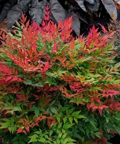 Fast Growing Trees Obsession⢠Nandina Shrub