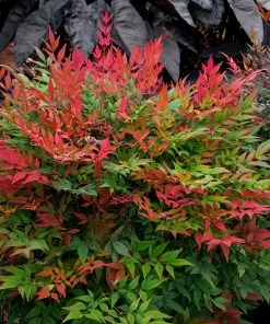 Fast Growing Trees Obsession™ Nandina Shrub