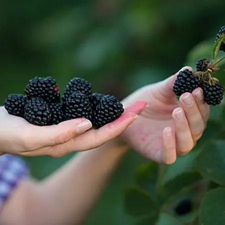 Fast Growing Trees See All Fruit Trees Natchez Blackberry - USDA Organic 4 Fast Growing Trees See All Fruit Trees Natchez Blackberry - USDA Organic