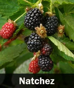 Fast Growing Trees 3 In 1 Thornless Blackberry Blackberry Bushes 13 Fast Growing Trees 3 In 1 Thornless Blackberry Blackberry Bushes