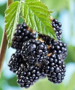 Fast Growing Trees See All Fruit Trees Natchez Blackberry - USDA Organic 8 Fast Growing Trees See All Fruit Trees Natchez Blackberry - USDA Organic