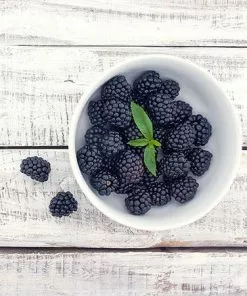 Fast Growing Trees Natchez Blackberry Groundcover & Vines 8 Fast Growing Trees Natchez Blackberry Groundcover & Vines