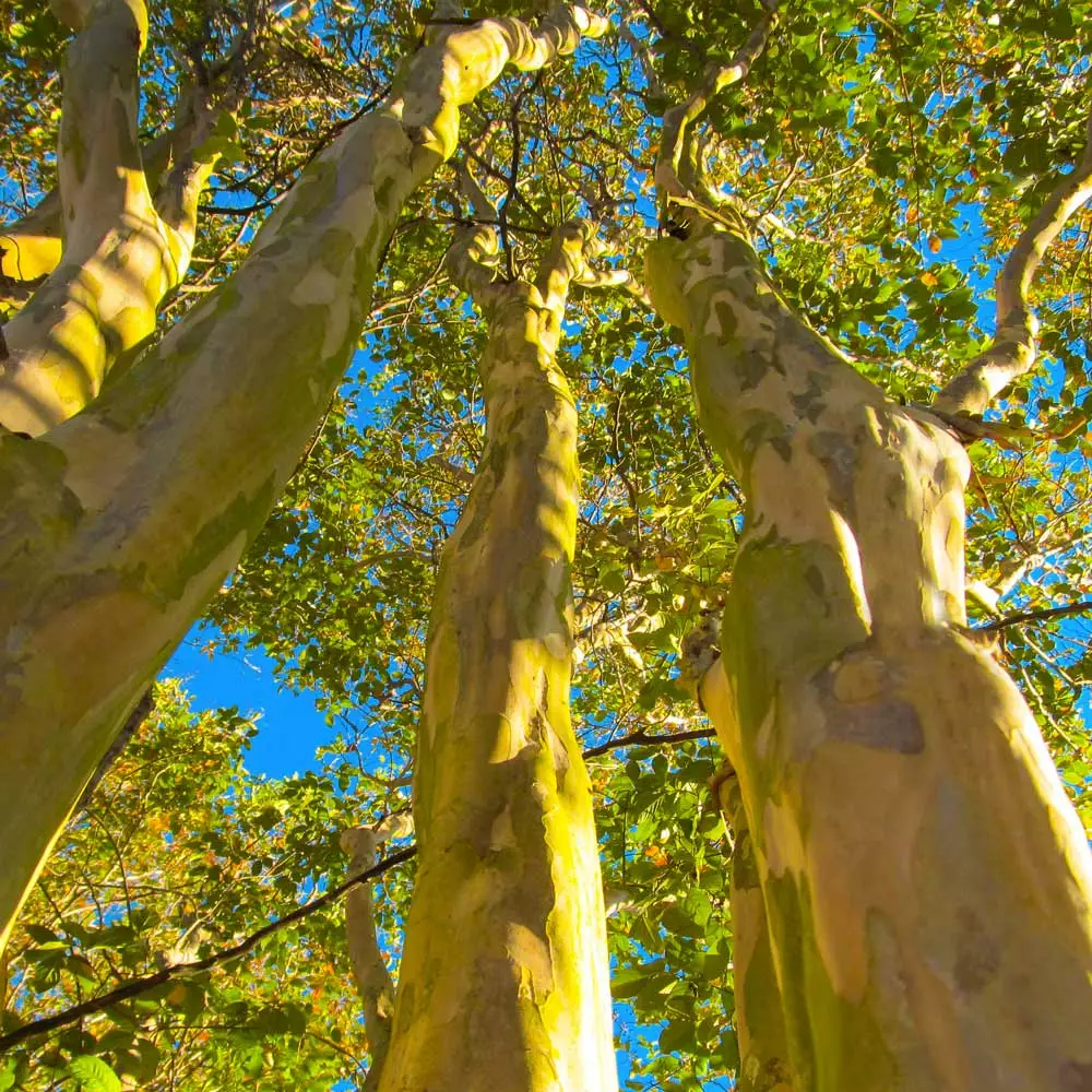 Fast Growing Trees Natchez Crape Myrtle Tree Crape Myrtles 8 Fast Growing Trees Natchez Crape Myrtle Tree Crape Myrtles