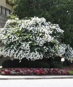 Fast Growing Trees Natchez Crape Myrtle Tree Crape Myrtles