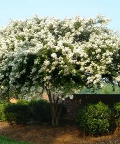 Fast Growing Trees Natchez Crape Myrtle Tree Crape Myrtles 12 Fast Growing Trees Natchez Crape Myrtle Tree Crape Myrtles