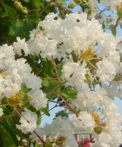 Fast Growing Trees Natchez Crape Myrtle Tree Crape Myrtles 11 Fast Growing Trees Natchez Crape Myrtle Tree Crape Myrtles