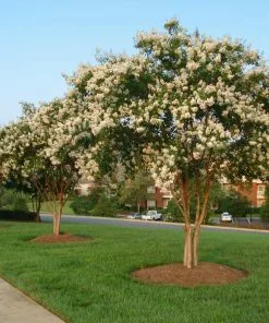Fast Growing Trees Natchez Crape Myrtle Tree Crape Myrtles 10 Fast Growing Trees Natchez Crape Myrtle Tree Crape Myrtles