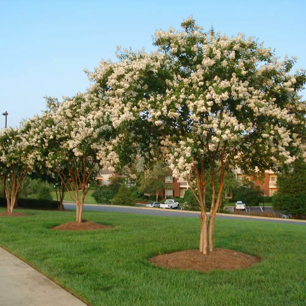 Fast Growing Trees Natchez Crape Myrtle Tree Crape Myrtles 5 Fast Growing Trees Natchez Crape Myrtle Tree Crape Myrtles