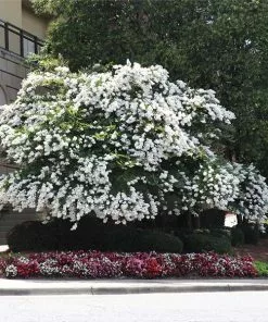 Fast Growing Trees Natchez Crape Myrtle Tree Crape Myrtles