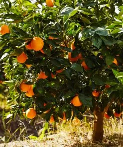 Fast Growing Trees Citrus Trees Navel Orange Tree - USDA Organic