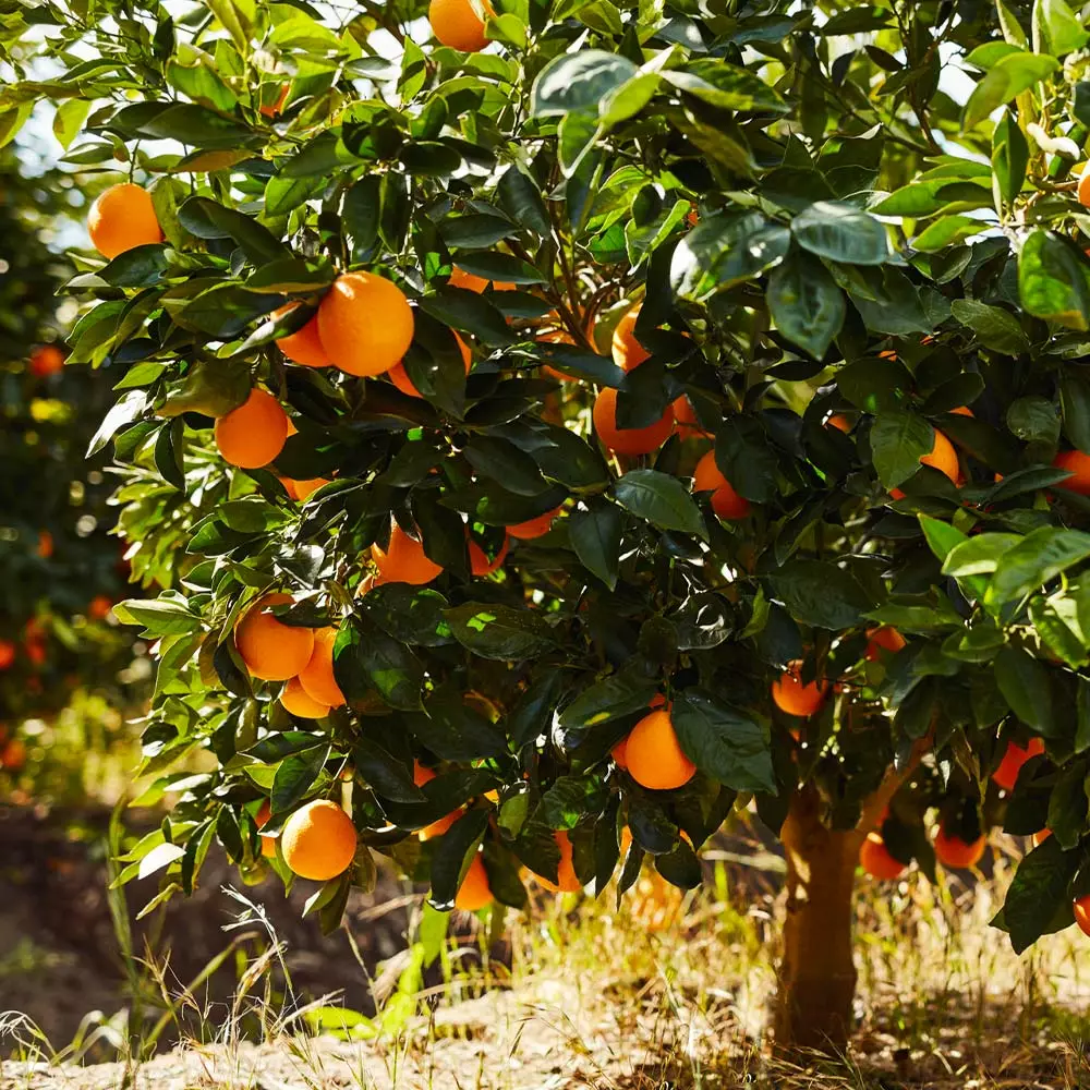 Fast Growing Trees Citrus Trees Navel Orange Tree - USDA Organic 4 Fast Growing Trees Citrus Trees Navel Orange Tree - USDA Organic