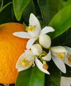 Fast Growing Trees Citrus Trees Navel Orange Tree - USDA Organic 10 Fast Growing Trees Citrus Trees Navel Orange Tree - USDA Organic