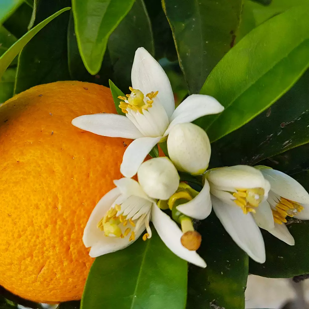 Fast Growing Trees Citrus Trees Navel Orange Tree - USDA Organic 5 Fast Growing Trees Citrus Trees Navel Orange Tree - USDA Organic