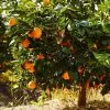 Fast Growing Trees Navel Orange Tree Citrus Trees 2 Fast Growing Trees Navel Orange Tree Citrus Trees