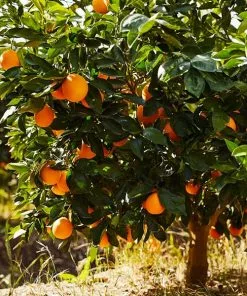 Fast Growing Trees Navel Orange Tree Citrus Trees