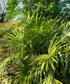 Fast Growing Trees Needle Palm Tree Palm Trees 8 Fast Growing Trees Needle Palm Tree Palm Trees