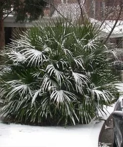 Fast Growing Trees Needle Palm Tree Palm Trees 9 Fast Growing Trees Needle Palm Tree Palm Trees