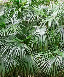 Fast Growing Trees Needle Palm Tree Palm Trees
