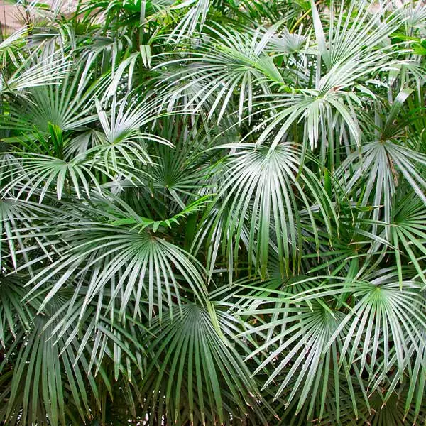 Fast Growing Trees Needle Palm Tree Palm Trees 3 Fast Growing Trees Needle Palm Tree Palm Trees