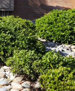 Fast Growing Trees Needlepoint Holly Holly Trees