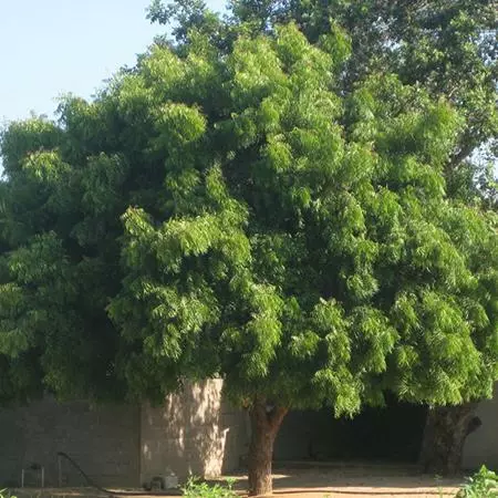 Fast Growing Trees Neem Tree See All Evergreen & Privacy Trees 3 Fast Growing Trees Neem Tree See All Evergreen & Privacy Trees