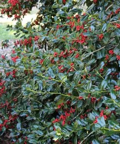 Fast Growing Trees Nellie Stevens Holly Holly Trees 11 Fast Growing Trees Nellie Stevens Holly Holly Trees