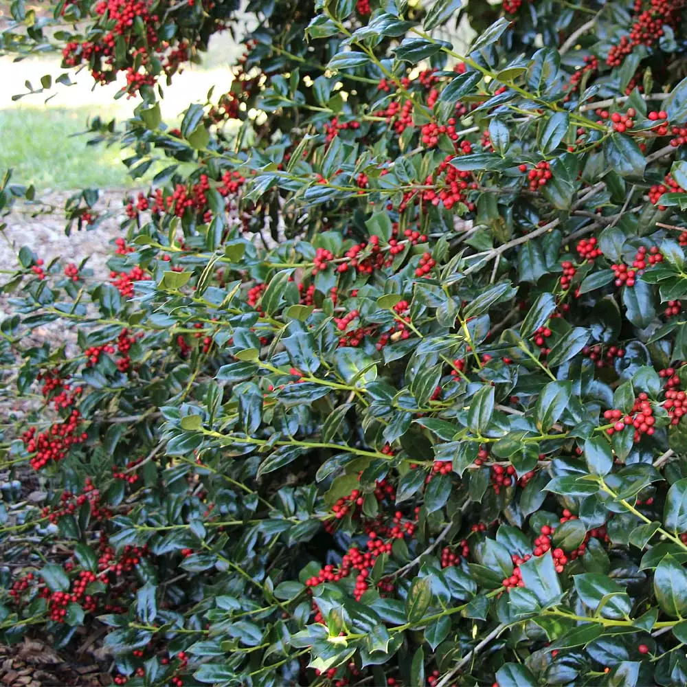 Fast Growing Trees Nellie Stevens Holly Holly Trees 6 Fast Growing Trees Nellie Stevens Holly Holly Trees