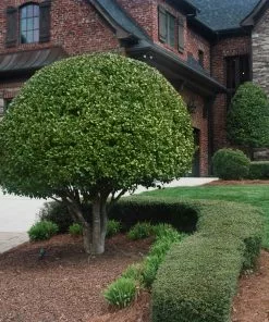 Fast Growing Trees Nellie Stevens Holly Holly Trees 12 Fast Growing Trees Nellie Stevens Holly Holly Trees