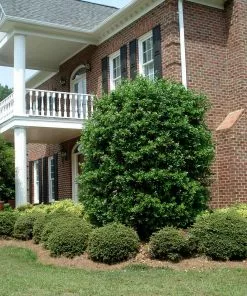 Fast Growing Trees Nellie Stevens Holly Holly Trees 13 Fast Growing Trees Nellie Stevens Holly Holly Trees