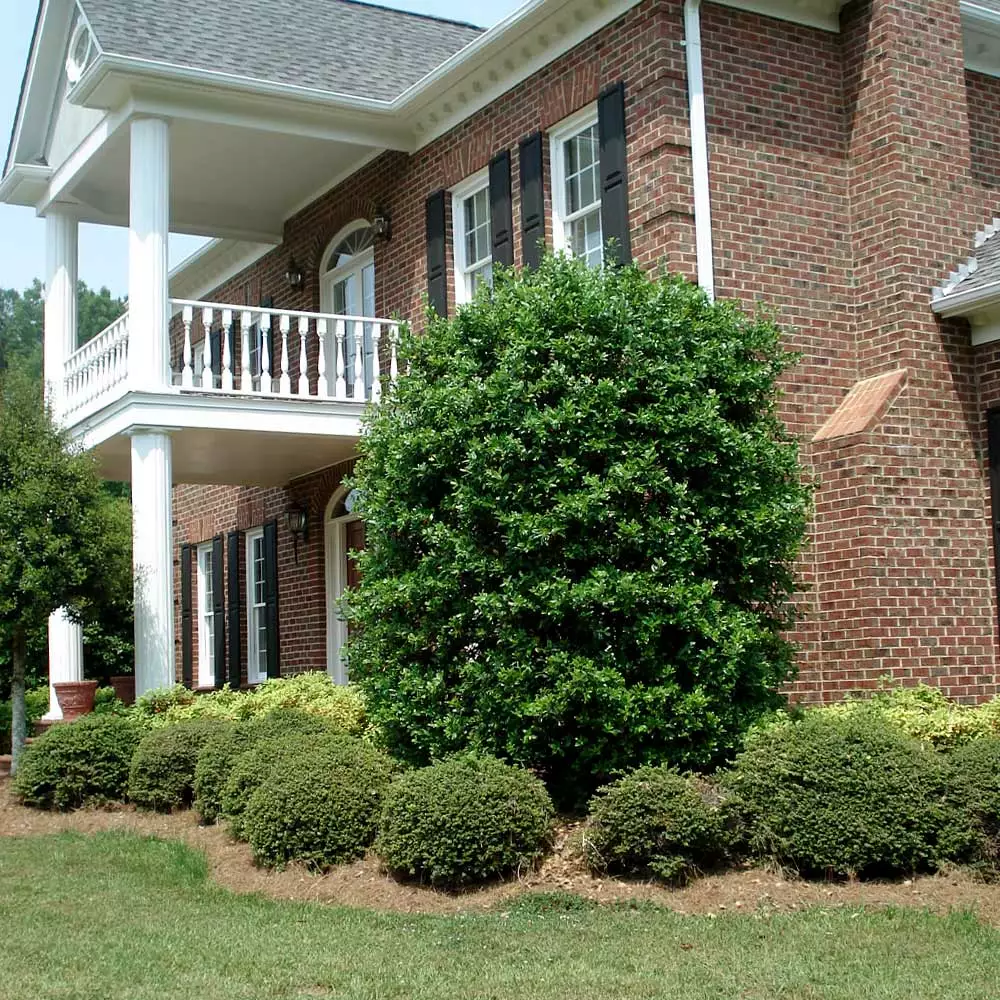 Fast Growing Trees Nellie Stevens Holly Holly Trees 8 Fast Growing Trees Nellie Stevens Holly Holly Trees