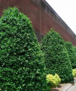 Fast Growing Trees Nellie Stevens Holly Our Newest Arrivals