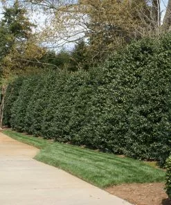 Fast Growing Trees Nellie Stevens Holly Holly Trees 10 Fast Growing Trees Nellie Stevens Holly Holly Trees