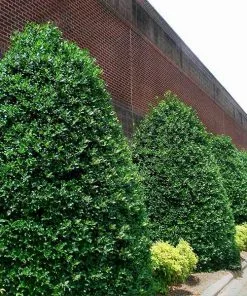 Fast Growing Trees Nellie Stevens Holly Holly Trees