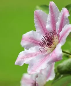 Fast Growing Trees See All Shrubs & Hedges Nelly Moser Clematis Vine 7 Fast Growing Trees See All Shrubs & Hedges Nelly Moser Clematis Vine