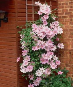 Fast Growing Trees See All Shrubs & Hedges Nelly Moser Clematis Vine 8 Fast Growing Trees See All Shrubs & Hedges Nelly Moser Clematis Vine