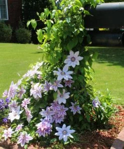 Fast Growing Trees See All Shrubs & Hedges Nelly Moser Clematis Vine 9 Fast Growing Trees See All Shrubs & Hedges Nelly Moser Clematis Vine